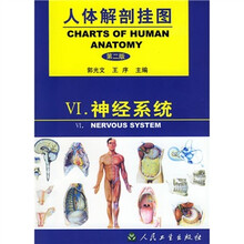 人体解剖挂图：神经系统（第2版）