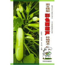 图文精解彩色西葫芦种植技术
