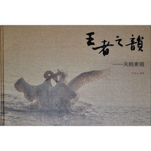 王者之韵:天鹅素描