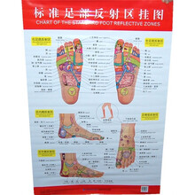 标准足部反射区挂图(附说明书)