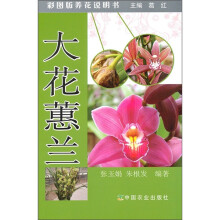 大花蕙兰