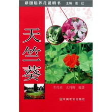 天竺葵