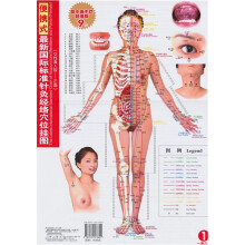 便携式最新国际标准针灸经络穴位挂图(女性真人版)