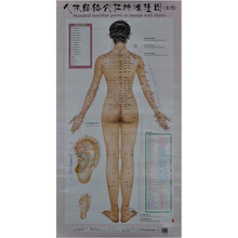 人体经络穴位标准挂图（女性）