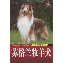风中舞者：苏格兰牧羊犬