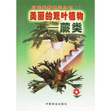 美丽的观叶植物（蕨类）