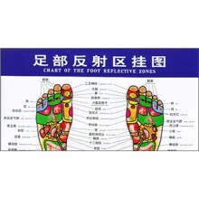 足部反射区挂图