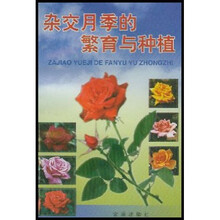杂交月季的繁育与种植