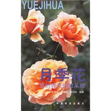 月季花