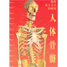 制作真人大小的模型:人体骨骼