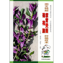图文精解紫背天葵、菊花脑种植技术