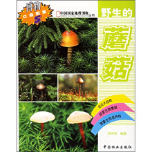 野生的蘑菇
