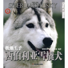 极地王子 西伯利亚雪橇犬