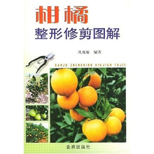 柑橘整形修剪图解