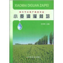 小麦滴灌栽培