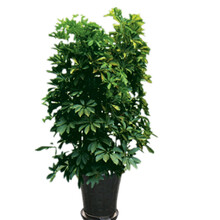 东子被覆盖！本年总决赛断+帽前五榜单解析：东契奇与杰伦齐名