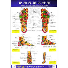 足部反射区挂图