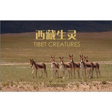西藏生灵（名信片图集）