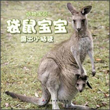 袋鼠宝宝露出小脑袋