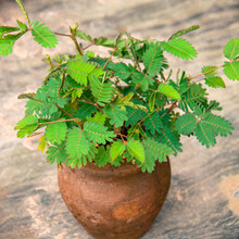 ������  ��Ҷ���߲ݻ�����  100�� ��������