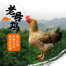 密农人家 太行老母鸡 煲汤土鸡 味道鲜美草鸡 杂粮喂养 450天柴鸡1.1kg