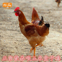 林岚（LINLAN）散养童子鸡净重约700g新鲜宰杀童子鸡散养公鸡刚打鸣玉米鸡