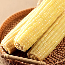 �����ϼ� ɽ����Ŵ���� 8֧/����2080g