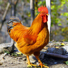 云依禾农庄 精选土鸡肉公鸡农家散养新鲜鸡肉 整只装 整鸡 净重约 2.5kg/只