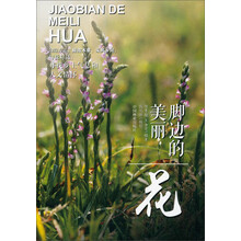 脚边的美丽（花）