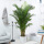 散尾葵高1.5-1.7米白圆瓷盆