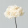 单支白色绣球花，杆长55厘米