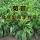 大叶菊苣种子一斤
