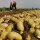 高产黄皮黄心土豆种子10斤