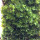 翡翠莲花藓15x8一盒稀有品种