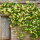 黄木香超大母系苗(2米以上)