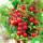 盆栽樱桃番茄种子2包