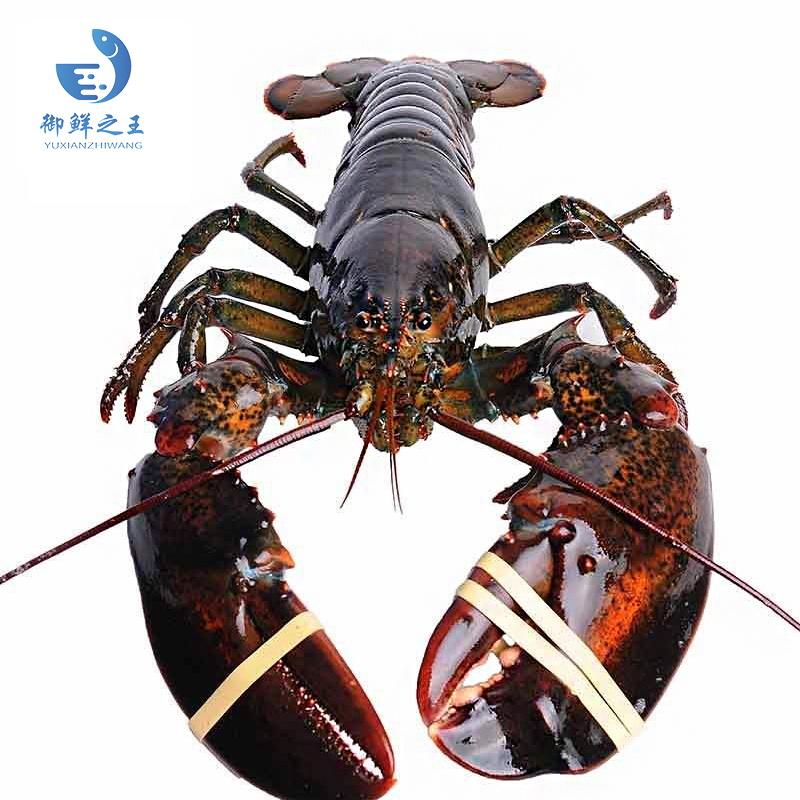 【活鲜】御鲜之王 鲜活波士顿龙虾450-550g/只 2只 波龙 生鲜大龙虾 活虾海鲜水产