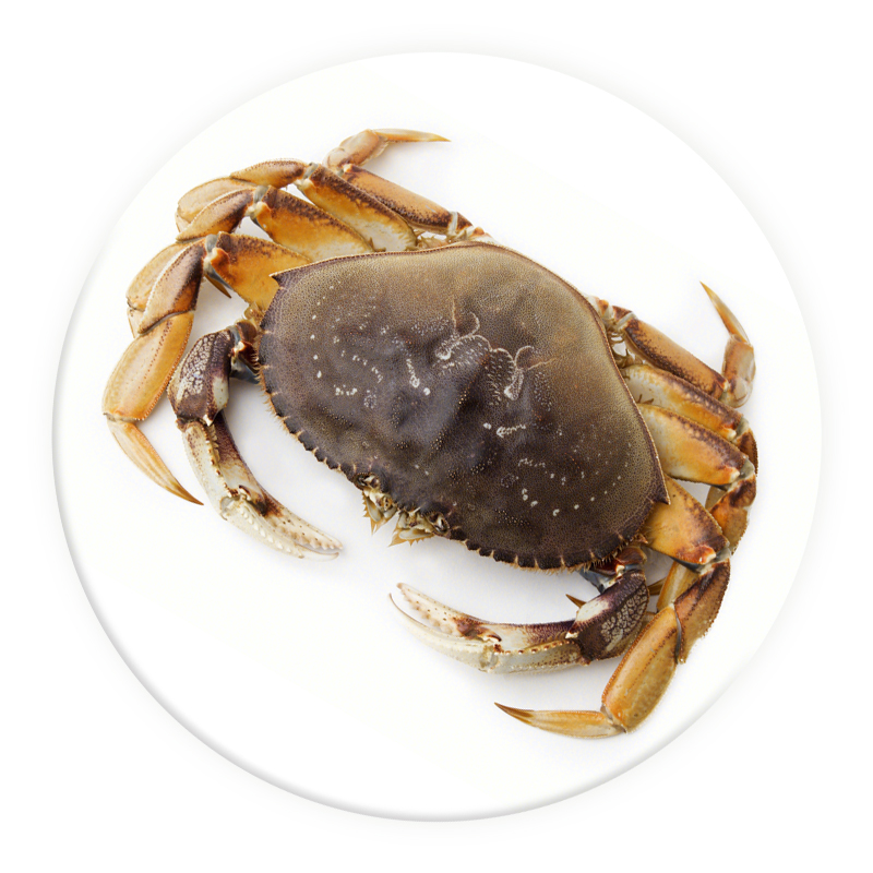【活鲜】御鲜之王 鲜活珍宝蟹600-700g 1只 大螃蟹 海鲜水产海蟹