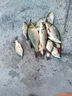 天元武漢天元鄧剛推薦千里香小藥釣魚開口劑野釣鯽魚誘魚劑冬季餌料 千里香小藥-粉劑50克 均碼 曬單實(shí)拍圖