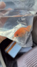 逸樂(lè )寵蘭壽金魚(yú)冷水魚(yú)觀(guān)賞魚(yú)活體小金魚(yú)不用加溫錦鯉魚(yú)奶牛招財泰獅金魚(yú) 紅壽1條3-5cm 曬單實(shí)拍圖