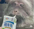 梵竹墻面乳膠漆罩光漆內(nèi)墻外墻透明防水抗污光油室內(nèi)外墻面漆保護(hù)清漆 透明罩光漆-墻面（亮光） 2L（約刷20平方/遍） 曬單實(shí)拍圖
