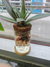 綠蔭巷子水培植物辦公室內桌面盆栽水養綠花卉水生水中植物客廳小蘿綠植 【紫露蘭】玻璃瓶含托 曬單實(shí)拍圖