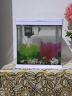 SEA STAR生态海 星小鱼缸客厅小型水族箱创意迷你玻璃家用懒人造景LED灯 240ZF布景套装（带20件套） 实拍图