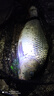 威拓森高端競技隱形線(xiàn)組成品主線(xiàn)組全套魚(yú)線(xiàn)主線(xiàn)綁好黑坑大物線(xiàn)組 3.6m超強拉力【3卷裝】 2.5號 曬單實(shí)拍圖