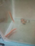 黃金泥鰍魚(yú)苗淡水養殖食用活魚(yú)無(wú)需打氧加溫耐活好養魚(yú)缸清潔寵物工具小魚(yú)苗小金龍中國斗魚(yú)冷水觀(guān)賞魚(yú)泥鰍苗 6條10-13厘米黃金泥鰍+飼料 曬單實(shí)拍圖