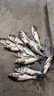 力丸 力丸 日本進口品牌8編PE線筏釣線 大力馬魚線主線路亞線大馬力魚線海釣漁線海竿線大物釣魚線 500m五彩 2.5號 曬單實拍圖