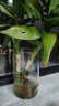 盛世泰堡 玻璃花瓶透明富贵竹水培容器大花瓶客厅桌面装饰摆件直筒款1225 实拍图