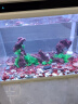 森森（SUNSUN）鱼缸超白玻璃金鱼缸客厅桌面家用水族箱带鱼缸灯增氧水泵 48cm长鱼缸+假山景ZJ-46（内置棉和滤材） 实拍图
