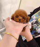 喵然心動 純種泰迪幼犬寵物狗飛耳泰迪茶杯體灰色紅色香檳色茶杯犬小型犬 寵物級 紅棕色 曬單實拍圖