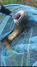 東區釣魚(yú)線(xiàn)制道谷麥200米尼龍磯釣淡水線(xiàn)水庫線(xiàn)海釣結實(shí)耐磨漁線(xiàn)腳線(xiàn)魚(yú)絲 制道 谷麥 200米 2.5號 曬單實(shí)拍圖